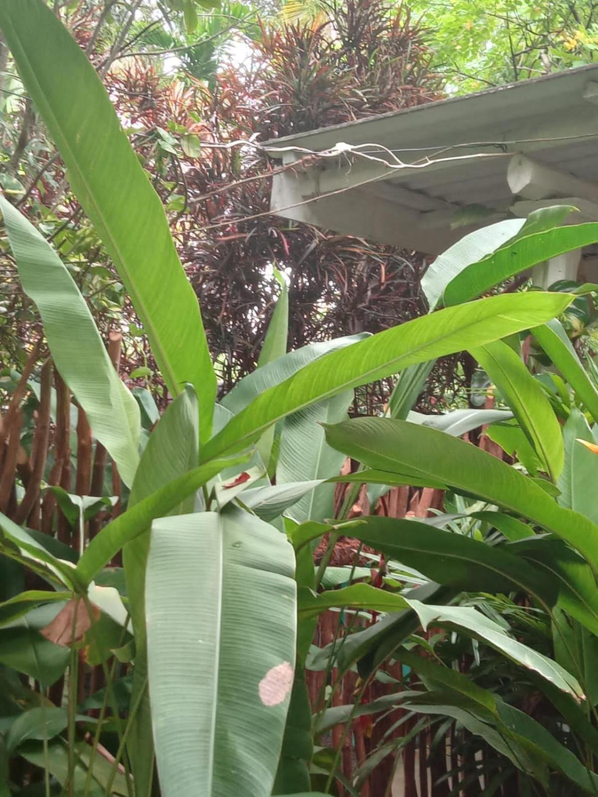 Hiriketiya Mahi Surf Apartment Dikwella Luaran gambar