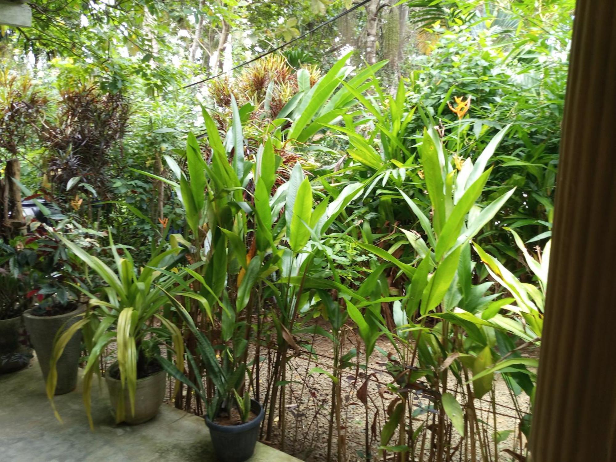 Hiriketiya Mahi Surf Apartment Dikwella Luaran gambar