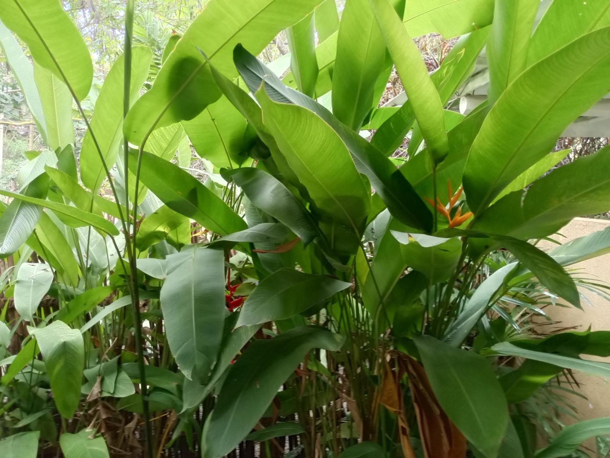 Hiriketiya Mahi Surf Apartment Dikwella Luaran gambar