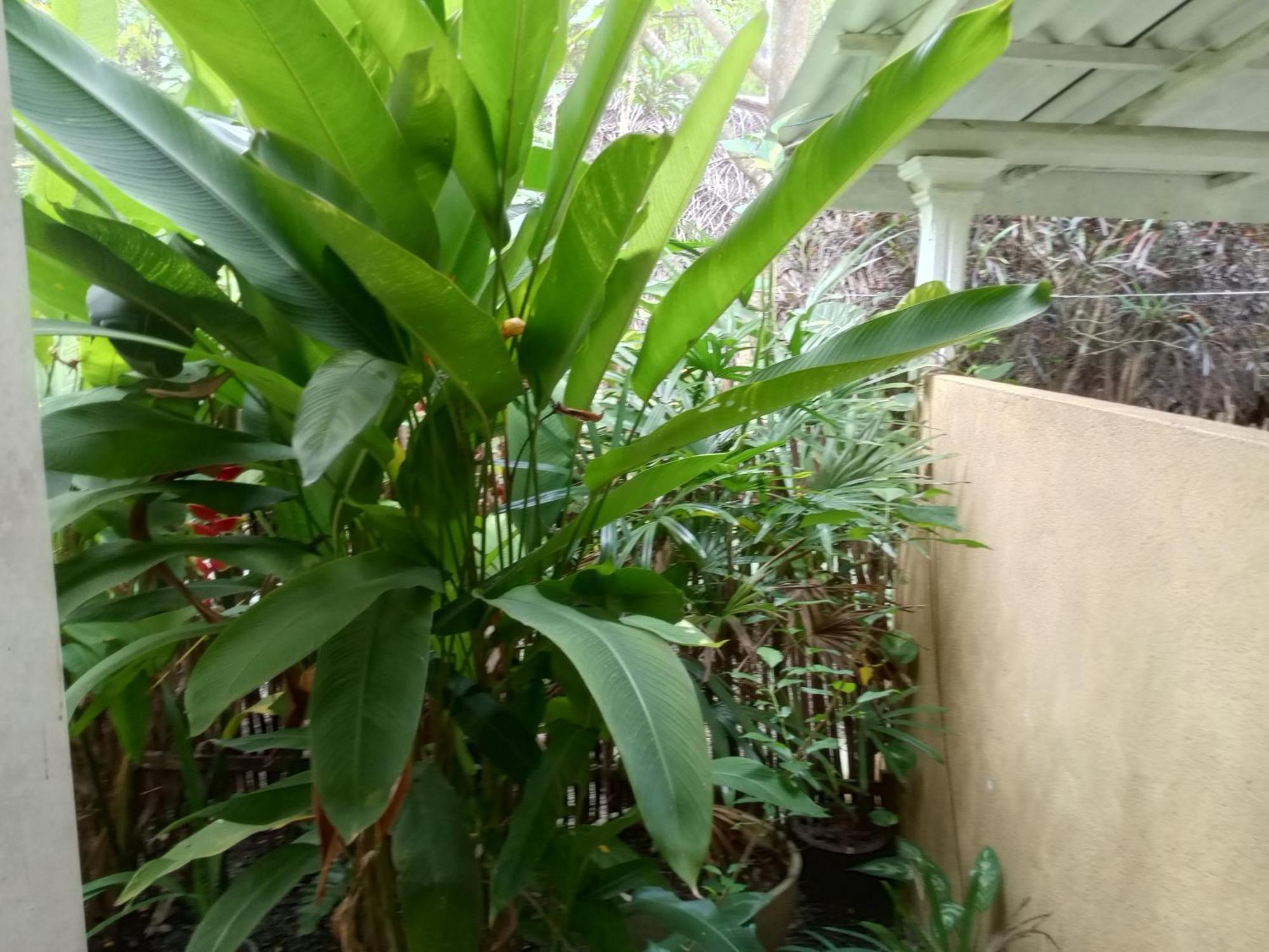Hiriketiya Mahi Surf Apartment Dikwella Luaran gambar
